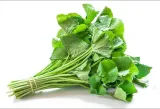 Pennywort Leaves 1