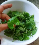 Pennywort Leaves 2