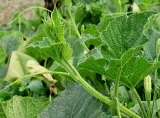 Bottle Gourd Leaves – 1 Bunch 1
