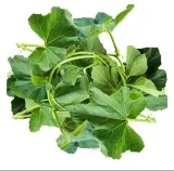 Bottle Gourd Leaves – 1 Bunch 2
