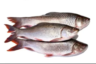 Rohu Fish 1kg