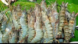 Shrimp 1kg
