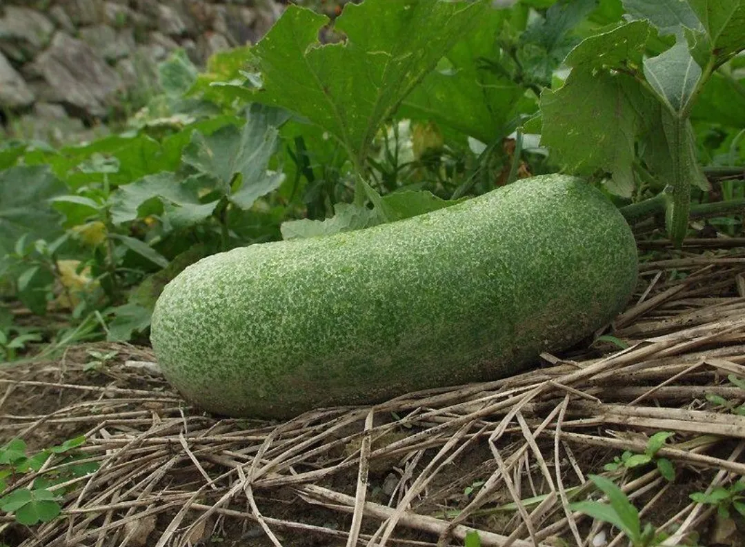 Ash Gourd – 1 Piece