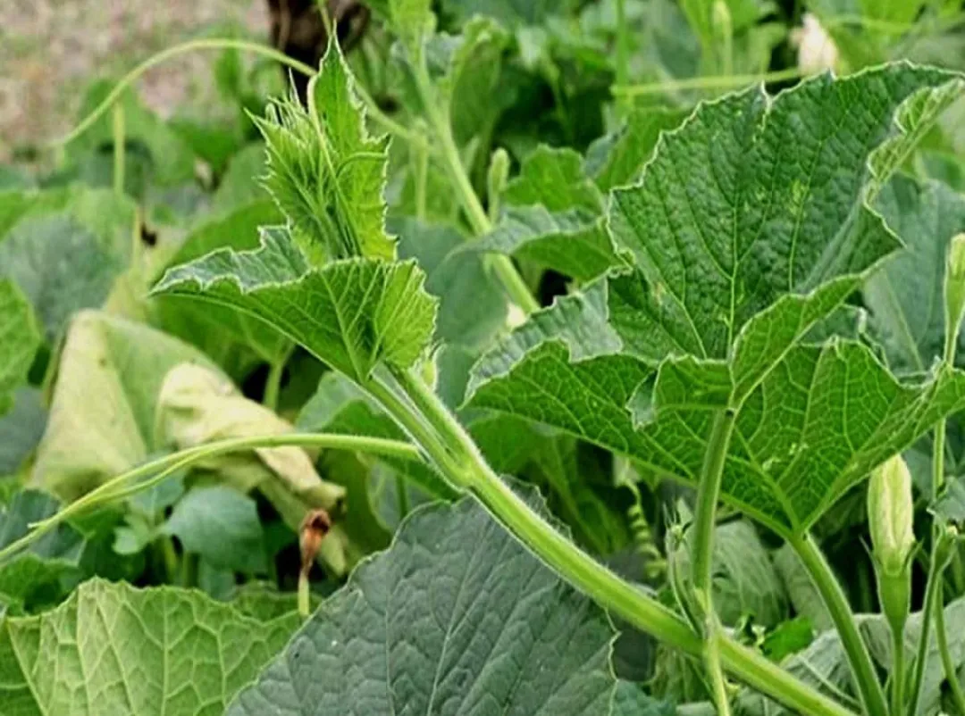 Bottle Gourd Leaves – 1 Bunch