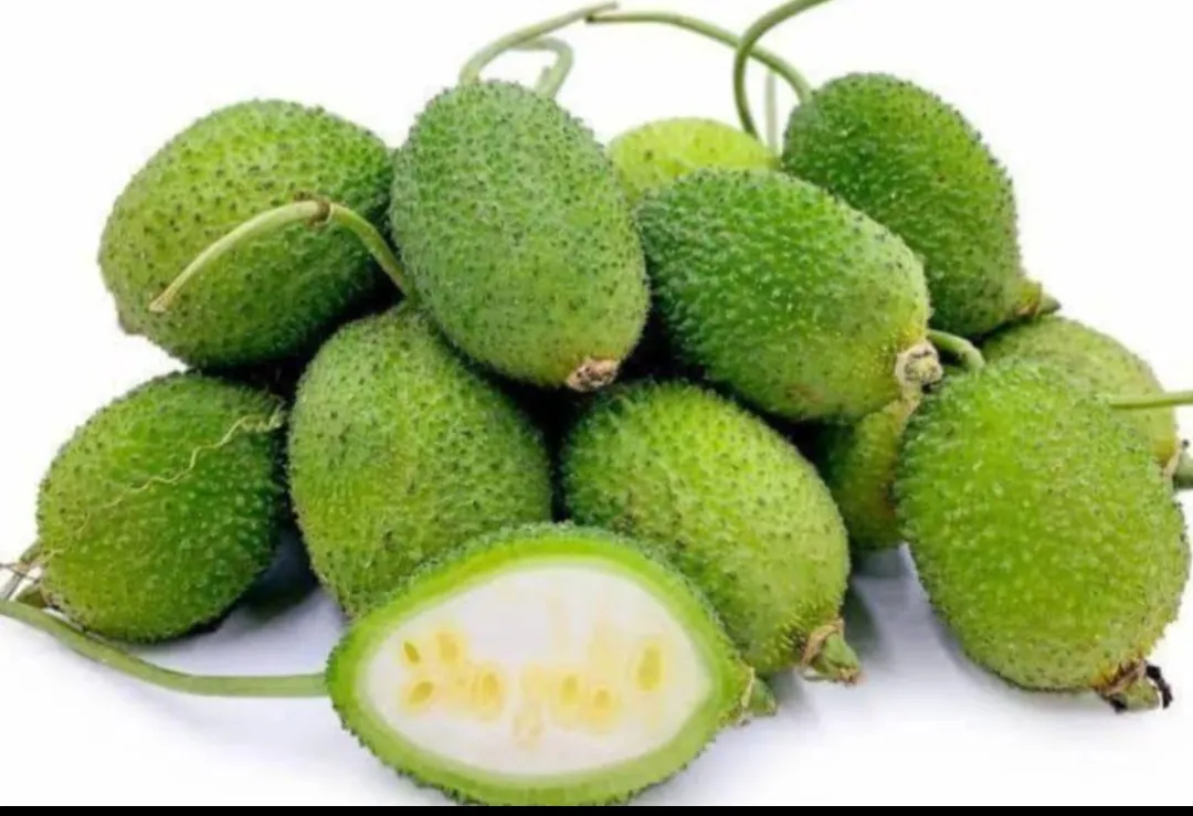 Teasel Gourd – 500 gm
